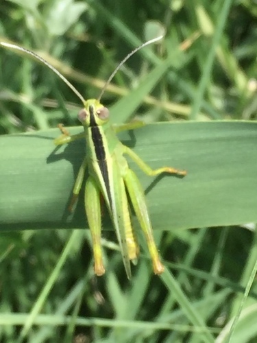 Heteracris pterosticha