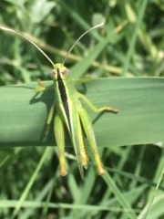 Heteracris pterosticha