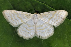 Idaea pallidata
