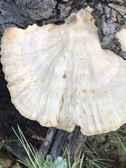 Laetiporus cincinnatus