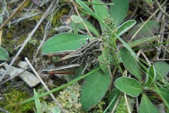 Stenobothrus rubicundulus