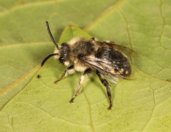 Melecta albifrons