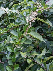 Fallopia baldschuanica