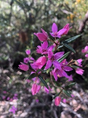 Boronia ledifolia