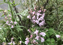 Linaria purpurea