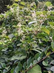 Fallopia baldschuanica