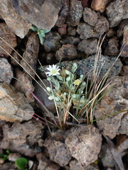 Stellaria longipes