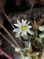 Stellaria longipes