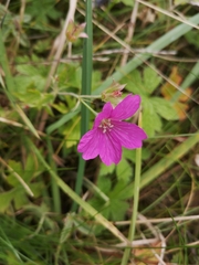 Geranium sanguineum