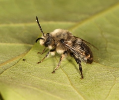 Melecta albifrons