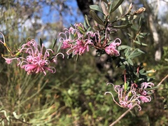 Grevillea sericea