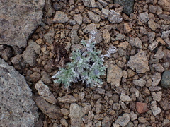 Phacelia sericea