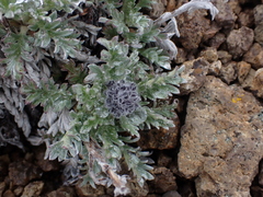 Phacelia sericea
