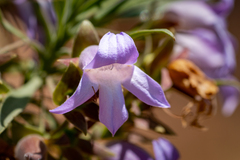 Eremophila
