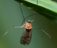 Keroplatidae