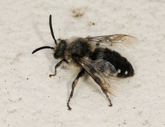 Melecta albifrons