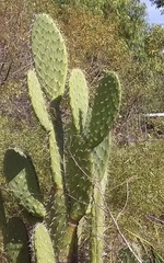 Opuntia jaliscana