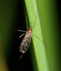 Keroplatidae
