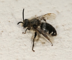 Melecta albifrons