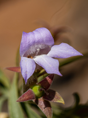 Eremophila