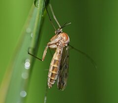 Keroplatidae