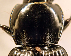 Pterostichus nigrita