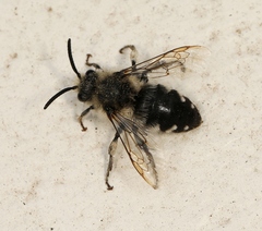 Melecta albifrons