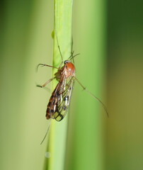 Keroplatidae