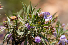 Eremophila