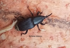 Odoiporus longicollis