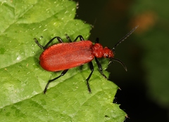 Pyrochroa serraticornis