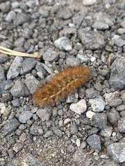 Phragmatobia
