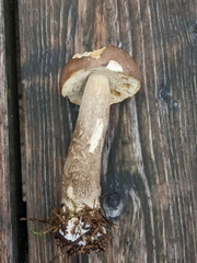Leccinum schistophilum