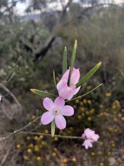 Eriostemon australasius