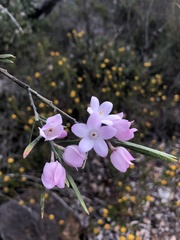 Eriostemon australasius