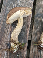Leccinum schistophilum