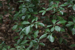 Kalmia latifolia