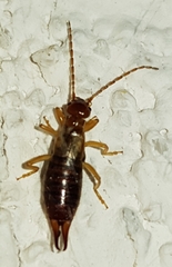 Forficulinae