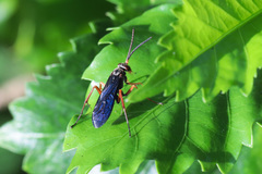 Pompilidae