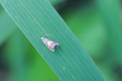 Grapholita delineana