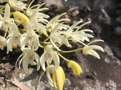 Dendrobium speciosum