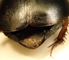 Sphaeridium marginatum