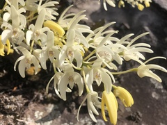 Dendrobium speciosum