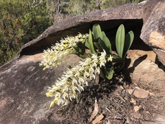 Dendrobium speciosum