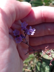 Limonium gmelinii