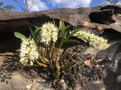 Dendrobium speciosum