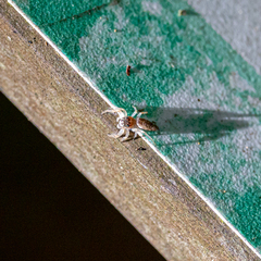 Hentzia mitrata