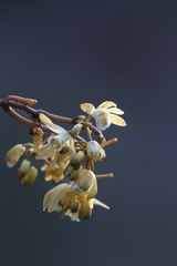 Erythrorchis cassythoides