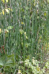 Equisetum hyemale