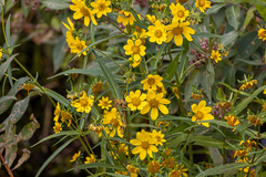 Bidens trichosperma